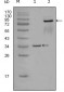 EphA7 Antibody